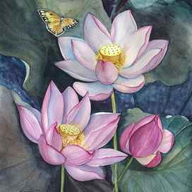 Цветы лотоса и бабочки