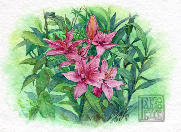 Королевские лилии