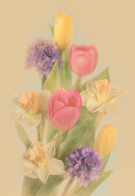 Тюльпаны, нарциссы и гиацинты