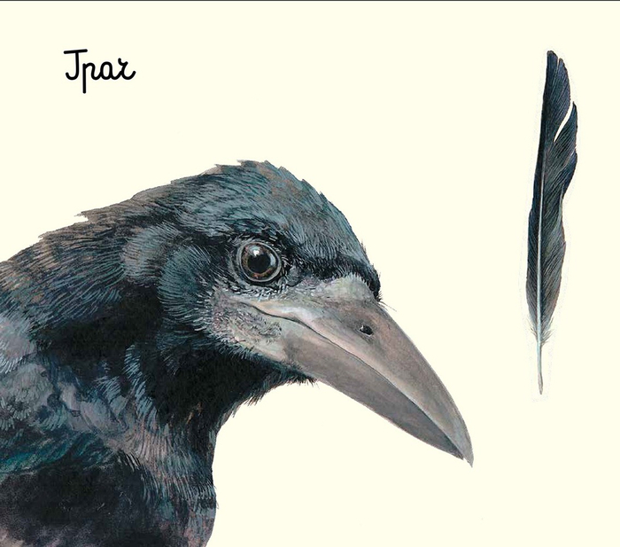 Молодой грач