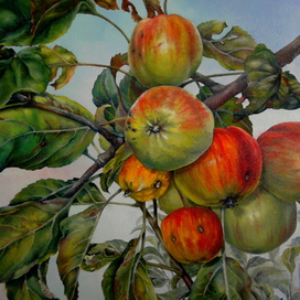 Яблоки в моем саду