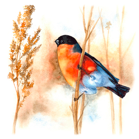 КРЫЛАТАЯ ЖИЗНЬ | Концепция книги-энциклопедии о птицах