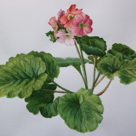 Цветущая примула