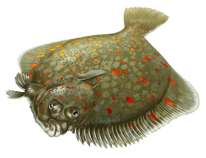 морская камбала