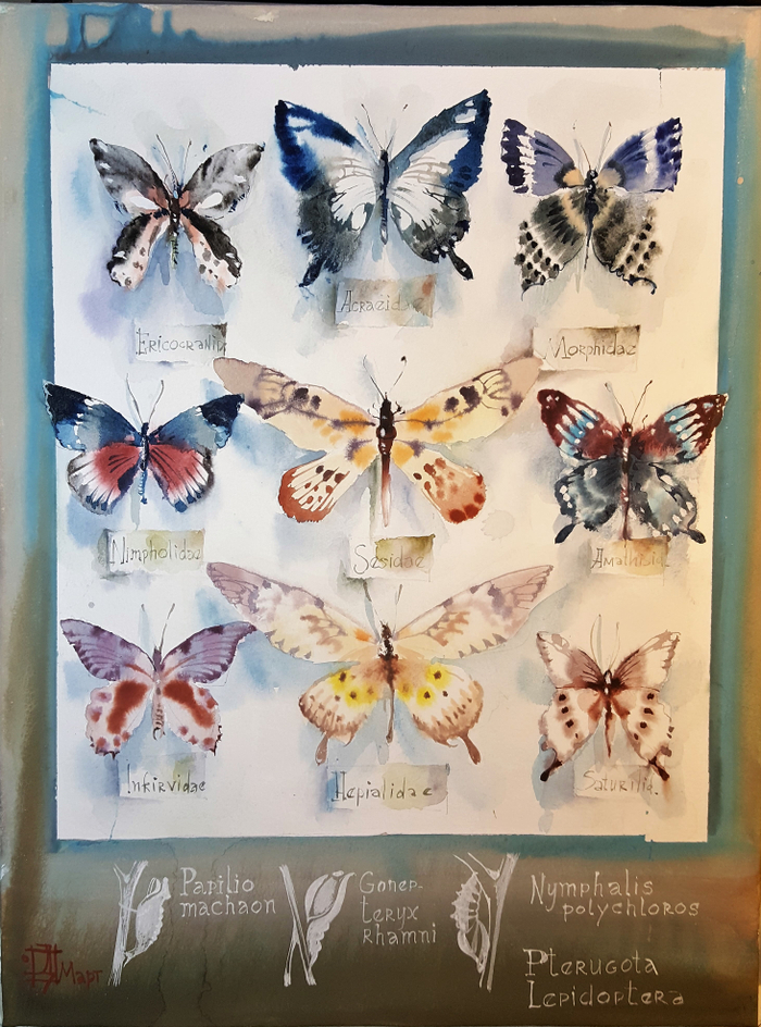 энтомологичекая коллекция