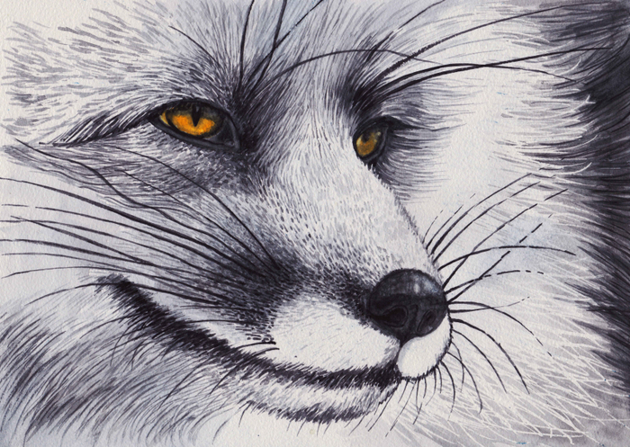 Чернобурый лис