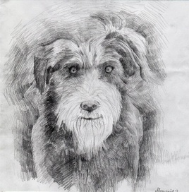 Собака, каранлдашом.