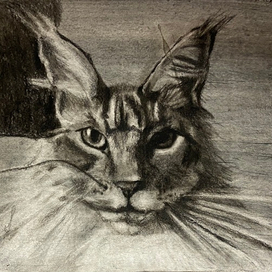 Кот в графике ( работа учебная) 