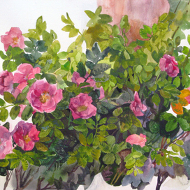 Этюд, шиповник