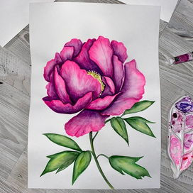 Розовый пион