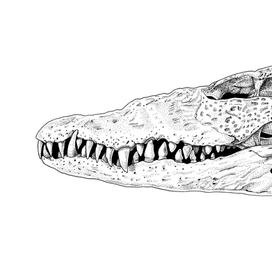 Crocodile skull