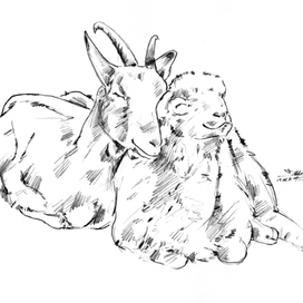 Коза и овечка - дружба навек :-))