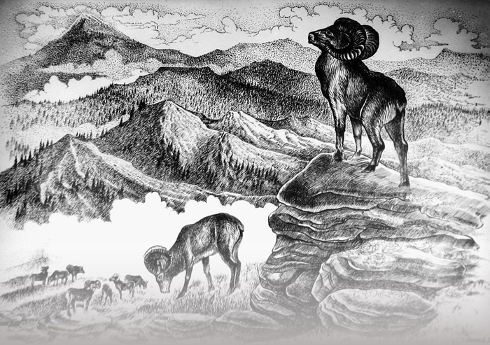 Архар. Иллюстрация к книге. Алтай в Кайнозойскую эру.