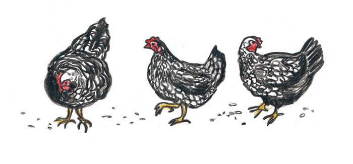 THIRD DAY OF CHRISTMAS