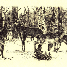 На лесной опушке