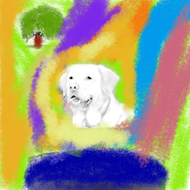 Лабрадор на прогулке