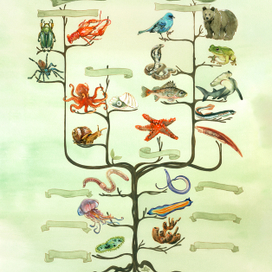 evolutionary tree of animals