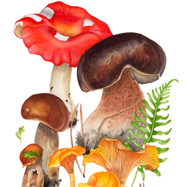 Лесные грибы