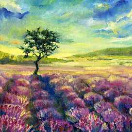 лавандовые поля