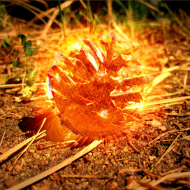 Сверхновая