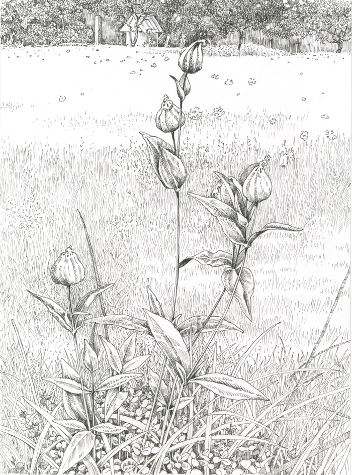 Лето в деревне