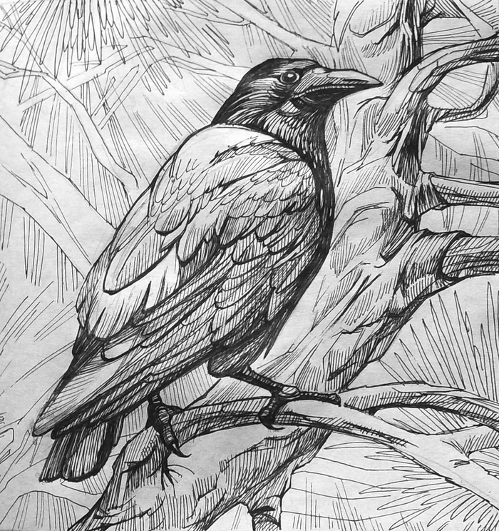 Перья и ветви