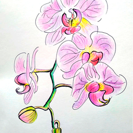 Орхидеи