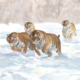 Зарисовки тигров