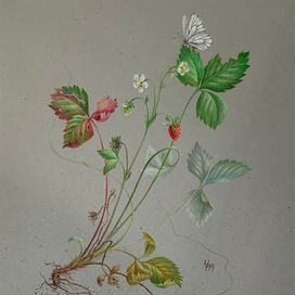 Земляника лесная