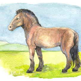 Лошадь Пржевальского (Equus ferus przewalskii)