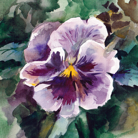 Анютины глазки