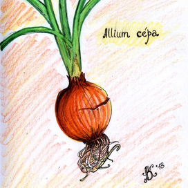 Allium cepa