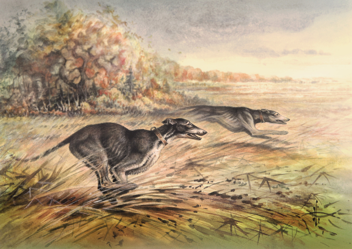 Борзые собаки. Хортая борзая.