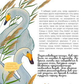 Иллюстрация к книге "Птицы. Биология. Физиология"