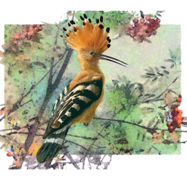 Удод, заставка