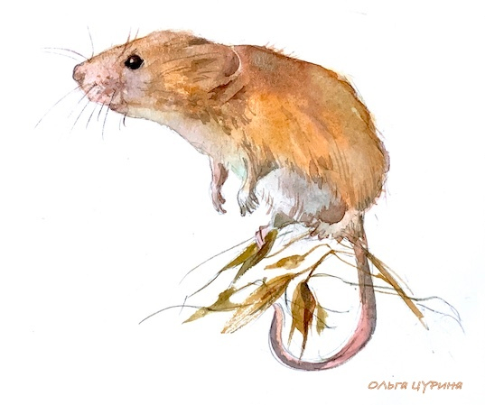 «Журавли» Ю. Коваль, концовка