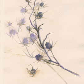 Синеголовник плосколистный