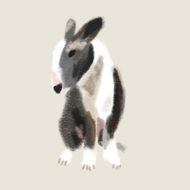 Doggie 4