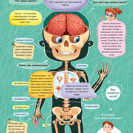 Мое тело. Книжка с окошками для издательства "Проф-Пресс"