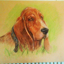 basset hound