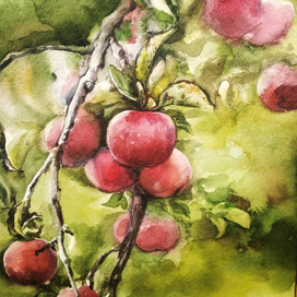 дикие яблоки