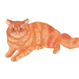 Кошка Мисюсь