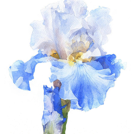 Ирис "Stairway to Heaven"