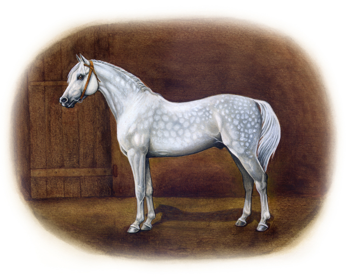 Арабский жеребец Насим