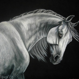 Серый конь 