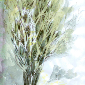 Загадочное дерево