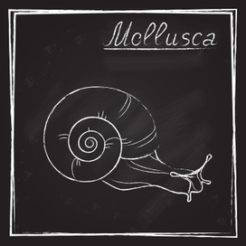 улитка мелом