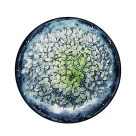 гортензия в снежном шаре