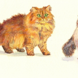 Персикотики