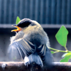 Право голоса ...